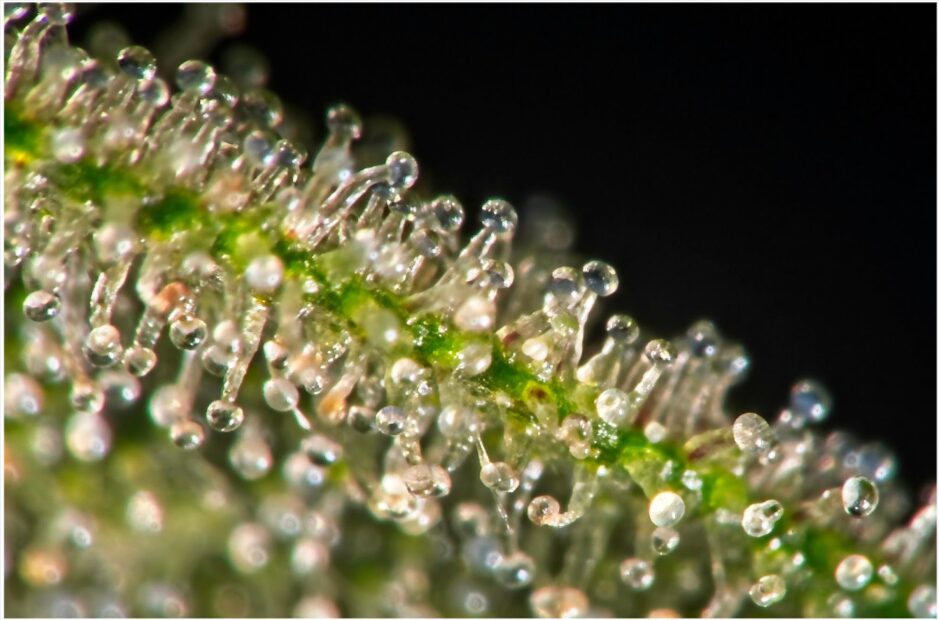 trichomes of a cannabis plant