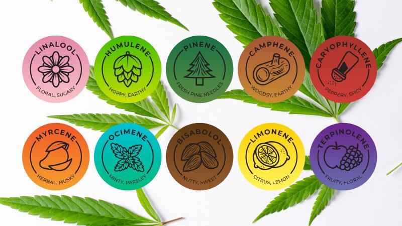 Different Terpenes listed out with their scents