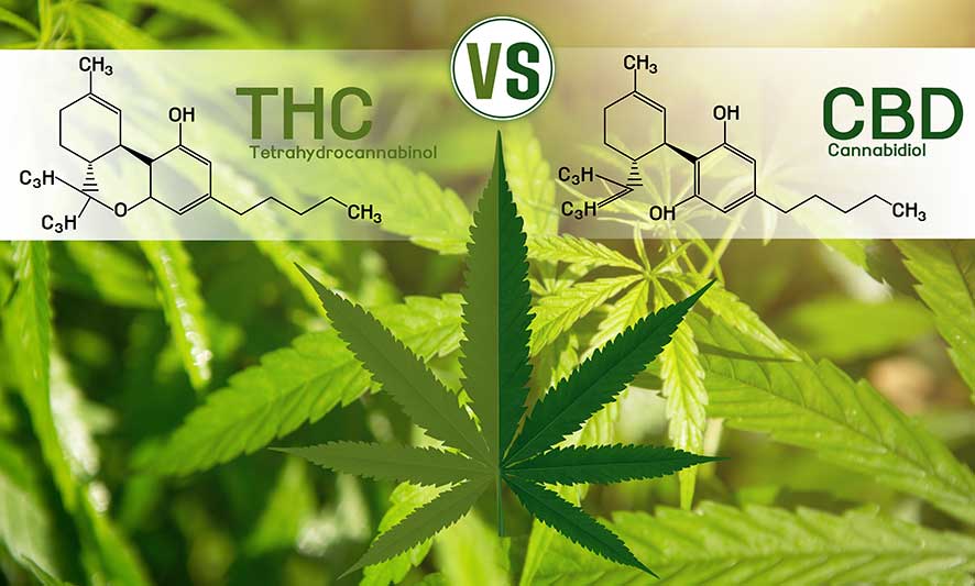 legal cannabis buying guide for NY and MA- thc vs cbd graphic