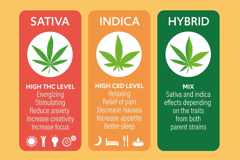 types of cannabis strains - sativa vs indica vs hybrid infographic