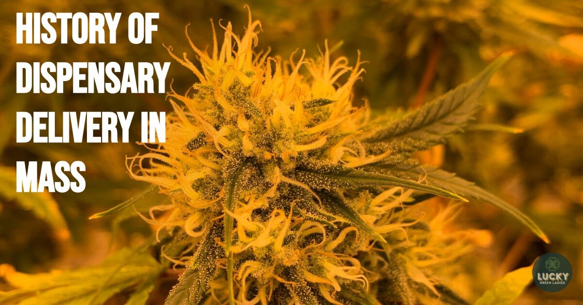 cannabis dispensary delivery mass