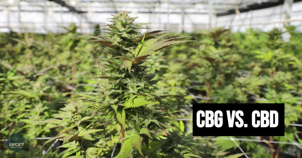 CBG vs. CBD and the entourage effect