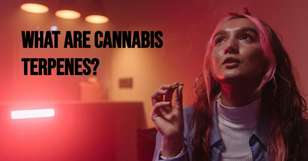 what are cannabis terpenes?
