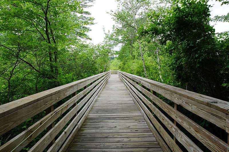 View of a wooden boardwalk at Stony Brook Wildlife Sanctuary in Norfolk, Massachusetts. Used to illustrate Norfolk in this section about marijuana delivery norfolk in ma